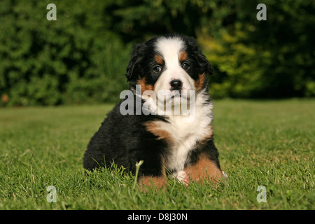 Bovaro del Bernese cucciolo Foto Stock