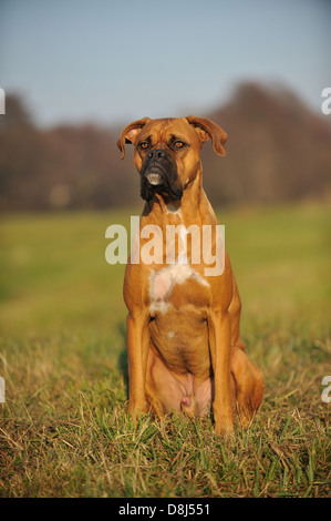 Seduta boxer tedesco Foto Stock