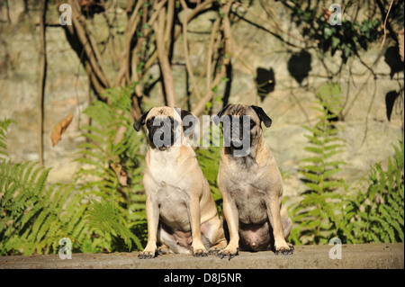 Udienza retropugs Foto Stock