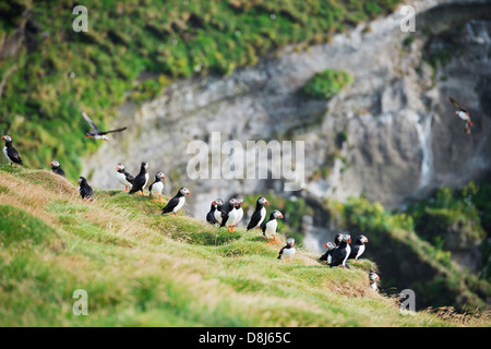 L'Islanda, Vestmannaeyjar, vulcaniche Isole Westman, Isola di Heimaey, puffin (Fratercula arctica) Foto Stock