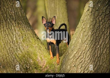 Russian Toy Terrier Foto Stock