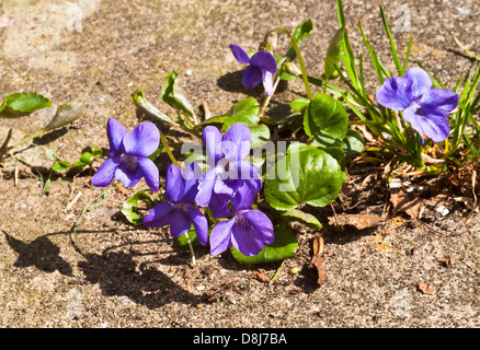 Auto seminate Wild fiori viola in fiore in un giardino di Cheshire Alsager England Regno Unito Regno Unito Foto Stock