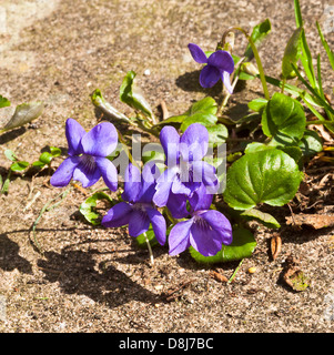 Auto seminate Wild fiori viola in fiore in un giardino di Cheshire Alsager England Regno Unito Regno Unito Foto Stock