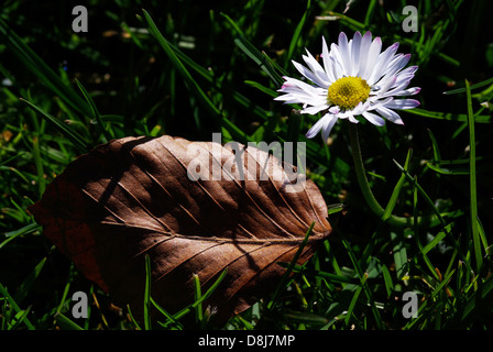 Ciclo di vita Foto Stock