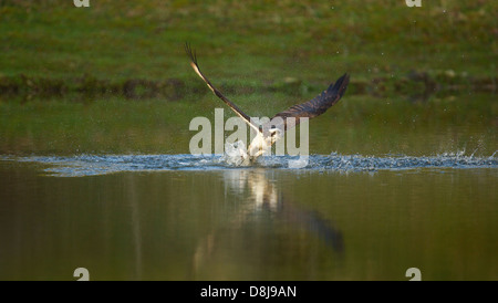 Il falco pescatore in azione in Scozia Foto Stock