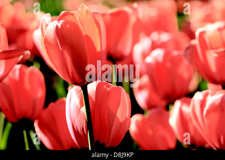 Red tulip a primavera sulla terra Foto Stock