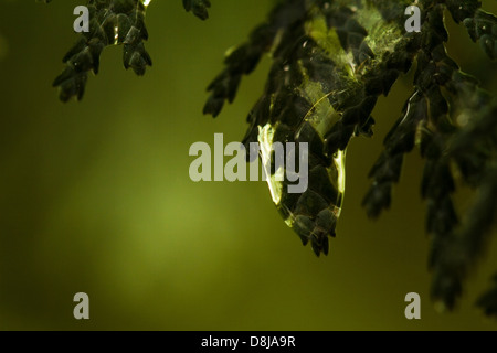 Thuja filiali in gocce di rugiada close up Foto Stock