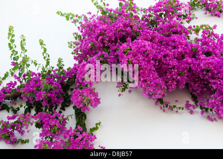 Il Bougainvillea GLABRA Foto Stock