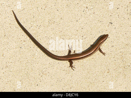 Little brown skink o massa skink scincella lateralis. Foto Stock