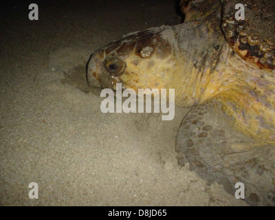 Una tartaruga a testa di legna sta deporre le sue uova in un nido sulla spiaggia, un evento importante nel ciclo riproduttivo di questa specie in via di estinzione. Le tartarughe nidificano su spiagge sabbiose, dove le loro uova sono sepolte nella sabbia per incubare. Dopo la schiusa, le giovani tartarughe si dirigono verso l'oceano, continuando il ciclo della vita. Foto Stock