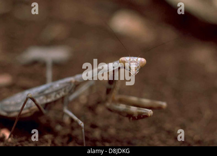 Macro immagine della mantide religiosa stagmomantis insetto carolina. Foto Stock