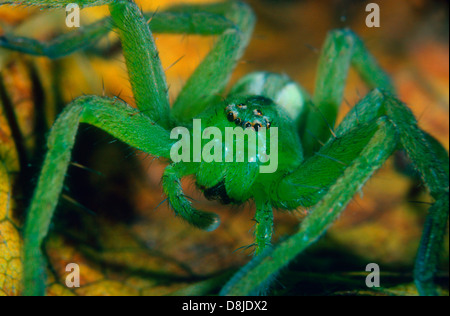 Green Huntsman Spider (Micrommata rosea, Micrommata virescens) Close up Foto Stock