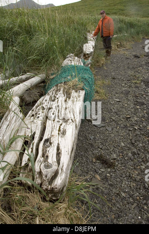 Un uomo si trova accanto a un lungo tronco di alberi, circondato da erba selvatica alta. L'immagine trasmette un senso di tranquillità e connessione con la natura, con l'età dell'albero e l'erba che enfatizza il passaggio del tempo. Foto Stock