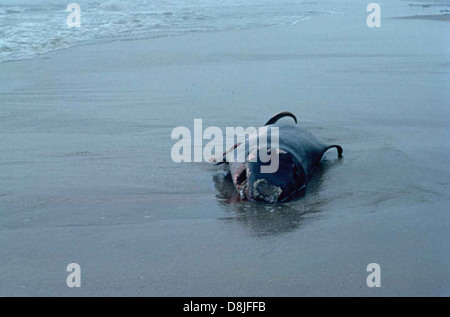 Un capodoglio pigmeo spiaggiato (Kogia breviceps), un mammifero marino noto per le sue piccole dimensioni e il comportamento delle immersioni in profondità. L'immagine cattura la balena su una spiaggia, mostrando le sfide che deve affrontare al di fuori del suo ambiente acquatico. Foto Stock