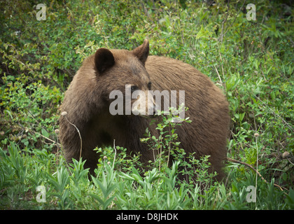 Un orso nero in una foresta canadese Foto Stock