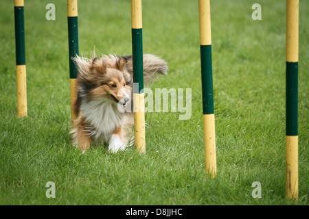 Collie scozzese in agilità della concorrenza. Foto Stock