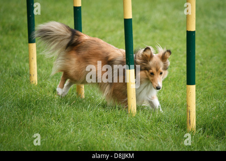 Collie scozzese in agilità della concorrenza. Foto Stock