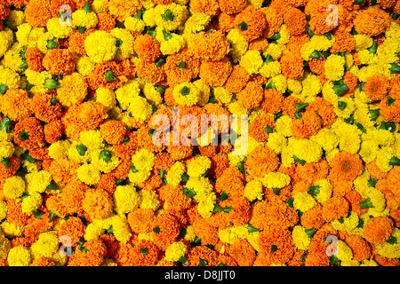 Calendula fiori ghirlanda sfondo Foto Stock