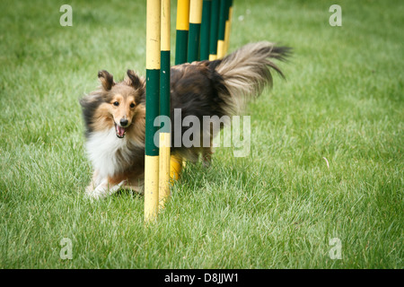 Collie scozzese in agilità della concorrenza. Foto Stock