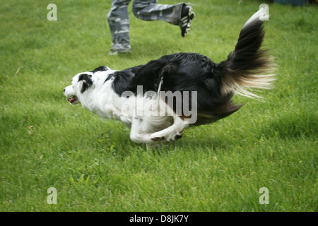 Border Collie in agilità della concorrenza. Foto Stock