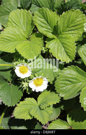 La fioritura delle piante di fragola Foto Stock
