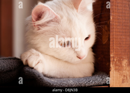 Bianco gatto persiano Foto Stock