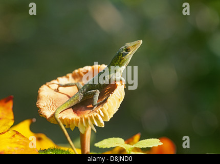 Ritratto di un verde Anole (Anolis carolinensis) su un fungo in un sud del bosco di latifoglie, Foto Stock