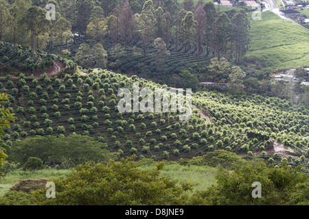 Piantagioni di caffè, Valle Central, altopiani, Costa Rica Foto Stock