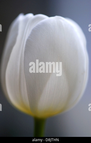 White Tulip Studio Foto Stock