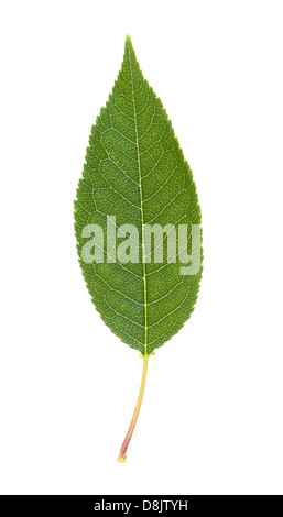 Cherry leaf isolato su bianco Foto Stock