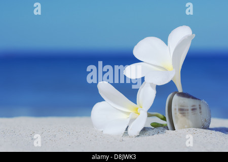 Due fiori Foto Stock