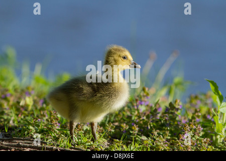 Canada Goose baby Foto Stock