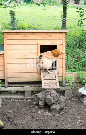 Pollo all'entrata di un colpo di stato di pollo Foto Stock