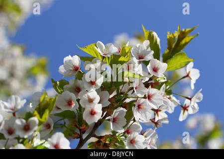 Fiore di Ciliegio contro il cielo blu Foto Stock