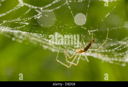 Spider facendo un web nella luce del mattino. Foto Stock