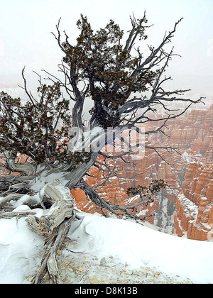 Il bordo del Bryce Canyon nello Utah offre vedute mozzafiato delle formazioni rocciose uniche del canyon. La bellezza naturale della zona è nota per i suoi hoodoos, formazioni simili a guglie create dall'erosione. Foto Stock