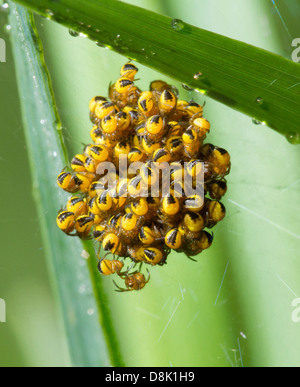 Ragni appena nati dalle loro uova e strisciare tutto un web Foto Stock