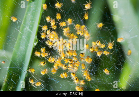 Ragni appena nati dalle loro uova e strisciare tutto un web Foto Stock