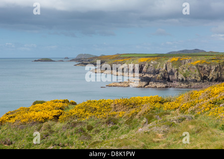 Pembrokeshire Coast Path nota come Llwybr Arfordir Sir Benfro in Welsh costituisce parte del Wales coast Path Foto Stock