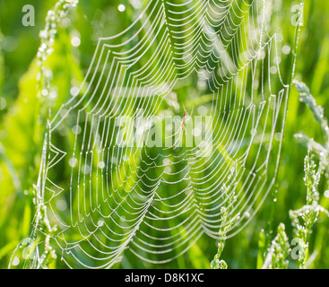 Spider facendo un web nella luce del mattino. Foto Stock