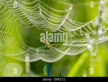 Spider facendo un web nella luce del mattino. Foto Stock