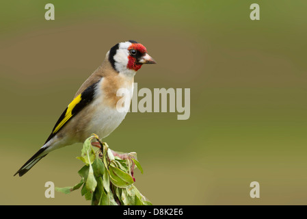 Cardellino appollaiato, sfondo pulito Foto Stock