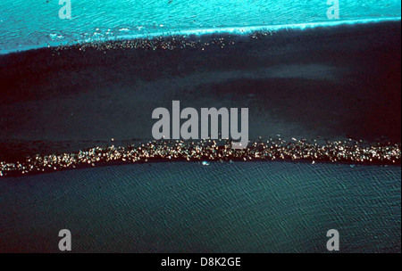 Una vista aerea di un porto popolato da foche, che mostra l'ambiente costiero e gli animali che si crogiolano sulle rocce o nell'acqua. Foto Stock
