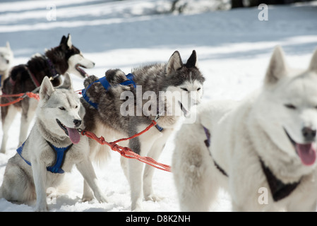 Cani da slitta Foto Stock