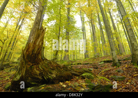 Foresta di faggio in autunno Foto Stock