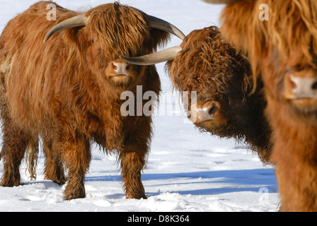 Bestiame dell'altopiano Foto Stock