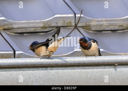 Swallow di granaio Foto Stock