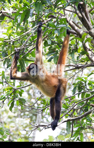 America centrale Spider Monkey, Ateles geoffroyi, Costa Rica Foto Stock