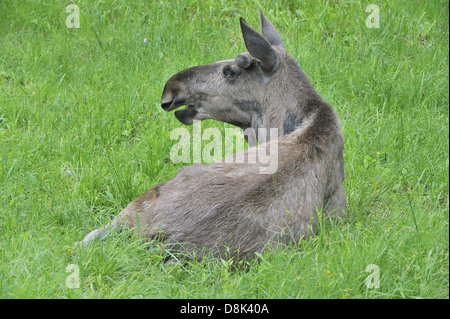 Moose Foto Stock