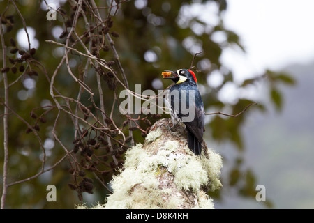 Acorn Picchio, Melanerpes formicivorus, San Gerardo de Dota, Parque Nacional Los Quetzales Costa Rica Foto Stock